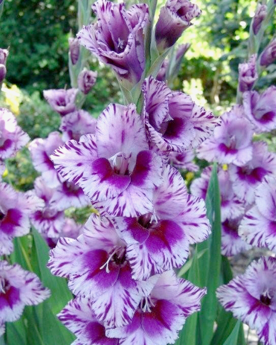 GLADIOLUS PASSOS 100 kusov